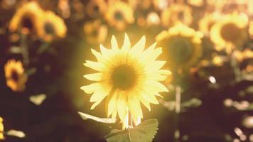 Sunflower field during the sunset video