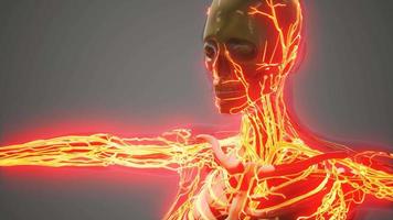 ciencia anatomía de los vasos sanguíneos humanos video