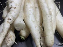 fresh white radish photo