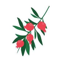 Doodle red pomegranate branch and leaves isolated on white background. vector