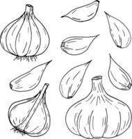 garlic set. icon, label, menu. sketch hand drawn doodle. vector monochrome minimalism. kitchen, food, spice.