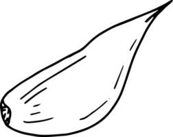 garlic slice, clove. icon, label, menu. sketch hand drawn doodle. monochrome minimalism. food, spice. vector