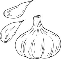 garlic set. icon, label, menu. sketch hand drawn doodle. monochrome minimalism. kitchen, food, spice. vector