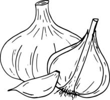 garlic. icon, label, menu. sketch hand drawn doodle. monochrome minimalism. food, spice. vector