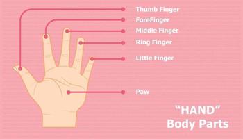 the parts of the hand are the thumb, index finger, middle finger, ring finger, little finger, and paw. vector illustration eps10