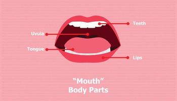 Parts of the mouth lips, tongue, uvula, teeth. vector illustration eps10