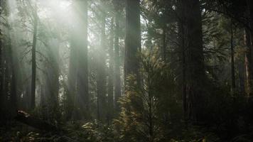 parque nacional de sequoia sob as nuvens de neblina video