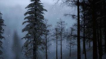 Misty fog in pine forest on mountain slopes video