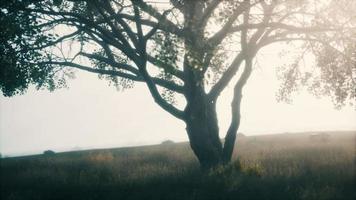 grote boom op de afrikaanse savanne in serengeti nationaal park van tanzania video