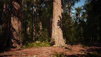 Sequoia redwood trees in the sequoia national park forest video