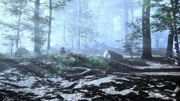 lumière du soleil dans la forêt brumeuse féerique video