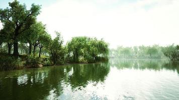 8k-Teich des City Central Park am Sommertag video