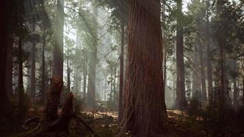 Riesenmammutbäume im Riesenwaldhain im Sequoia-Nationalpark video