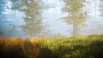 trees with shadows in forest against of sunshine video