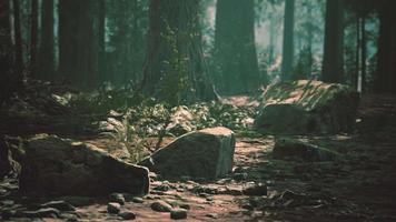 gammal skog mariposa grove i Yosemite nationalpark i Kalifornien video