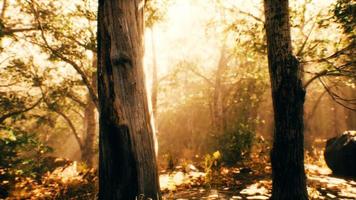 zonnestralen in een mistig bos in de herfst video