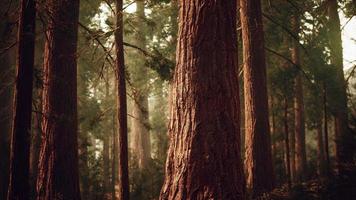 jätte sequoia i redwood skog video