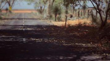 outback road with dry grass and trees