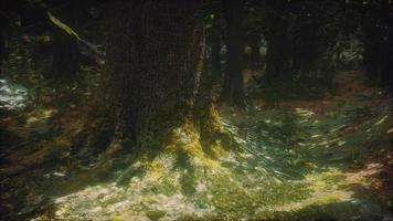 Old trees with lichen and moss in green forest video