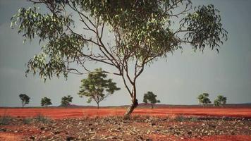 droge Afrikaanse savanne met bomen video