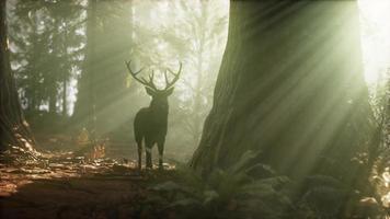 Beautiful deer in the forest with amazing lights at morning video