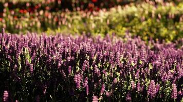 mooie zomerweide met wilde bloemen in gras tegen ochtendgloren video