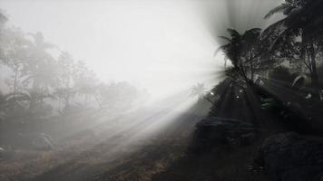 Sunset Beams through Palm Trees video