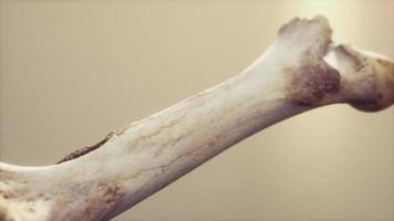 l'osso della gamba di un grosso animale video