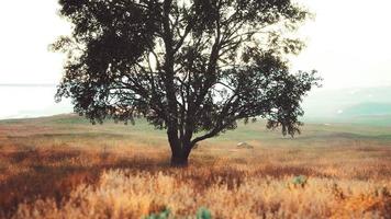 dark autumn tree and the yellow grass field video