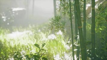 sunshine in the morning mist bamboo forest video