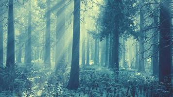impresionante vista de la niebla y la luz del sol después de las heladas en el bosque de pinos video