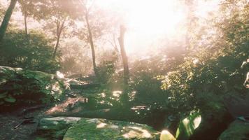 hyperlapse timelapse of beautiful tropical jungle video