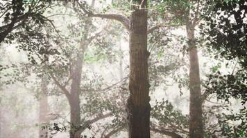 bosque de verano con niebla profunda video