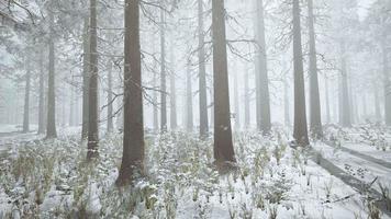 bosque congelado blanco de invierno en la nieve video