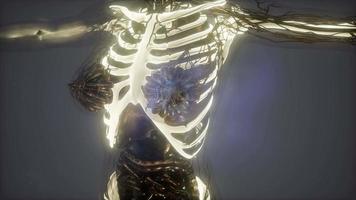 Human Body with Visible Skeletal Bones video