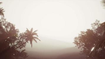 forêt tropicale de palmiers dans le brouillard video