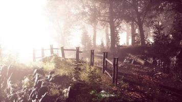 Rayons de soleil entrant dans la forêt par un matin d'automne brumeux video