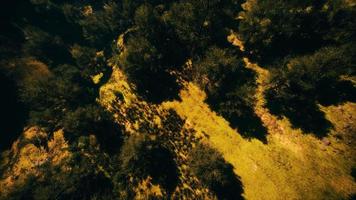 foresta tropicale nella vista mattutina dell'altopiano della Malesia video