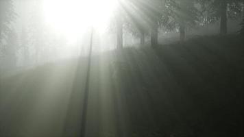 foresta nella nebbia mattutina autunnale video