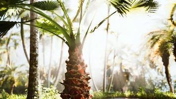 tropical garden with palm trees in sun rays video