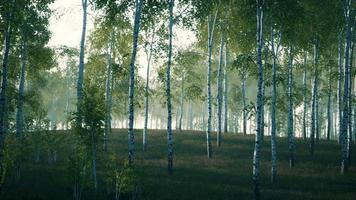 birch grove by a sunny day video