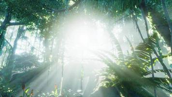 diepe tropische jungle in duisternis video