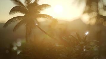 Blick auf die Palmen im Nebel