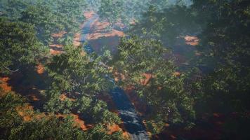 drone tourné vue aérienne ou route dans les vieux bois forestiers video
