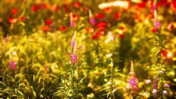 vrai champ et fleurs au coucher du soleil video