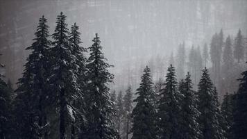 winter snow covered cone trees on mountainside video