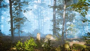 panorama of green forest at cold foggy morning video