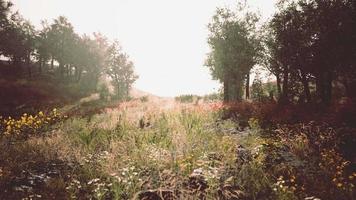 belle prairie dans le parc video