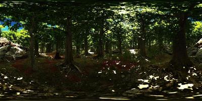 VR360 view of morning green forest video