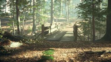 Alte Holzbrücke über einen kleinen Bach in einem Park video